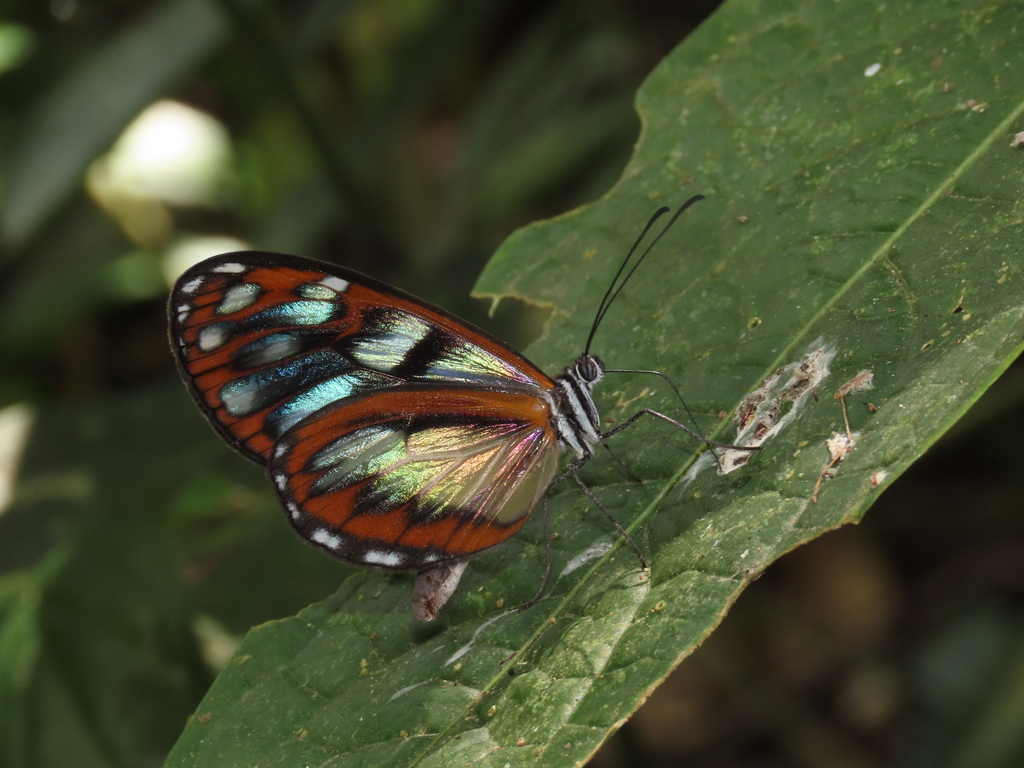 Oleria radina