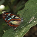 Oleria radina - Photo (c) Lepidoptera Colombiana, some rights reserved (CC BY-NC), uploaded by Lepidoptera Colombiana
