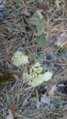 Hylotelephium maximum ruprechtii