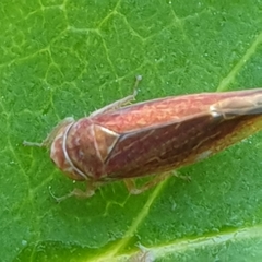 Idiodonus cruentatus