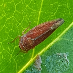 Idiodonus cruentatus
