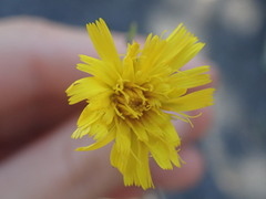 Hieracium laevigatum