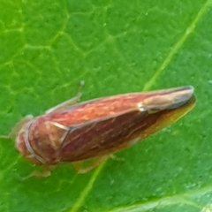 Idiodonus cruentatus