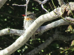 Nystalus maculatus