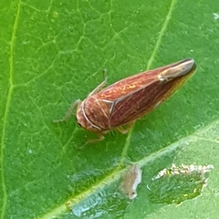Idiodonus cruentatus