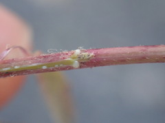 Hieracium laevigatum
