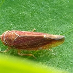 Idiodonus cruentatus