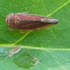 Idiodonus cruentatus