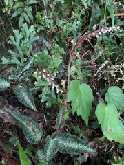 Goodyera reticulata