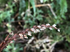 Goodyera reticulata