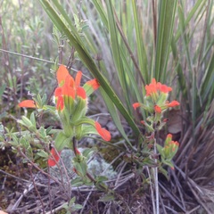 Castilleja scorzonerifolia