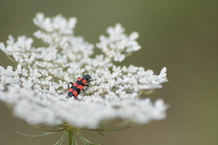 Trichodes leucopsideus