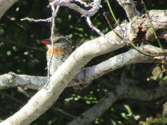 Nystalus maculatus