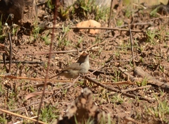 Cisticola fulvicapilla fulvicapilla