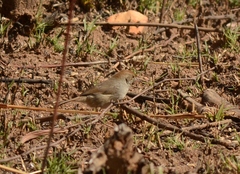 Cisticola fulvicapilla fulvicapilla