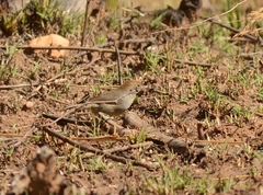 Cisticola fulvicapilla fulvicapilla