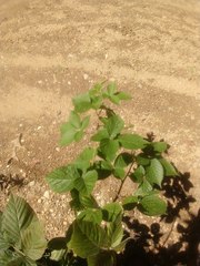 Rubus allegheniensis