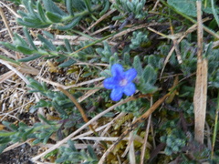 Glandora prostrata