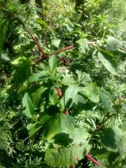 Phytolacca americana