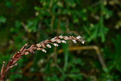 Goodyera reticulata
