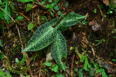Goodyera reticulata