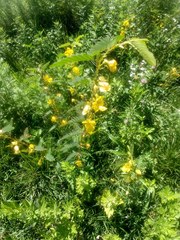 Chamaecrista fasciculata