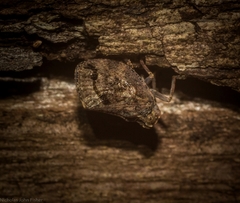 Cotylana angustifrons