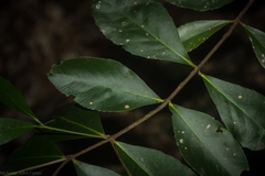 Elaeodendron australe australe