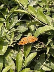 Junonia almana