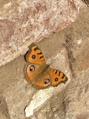 Junonia almana