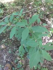 Sassafras albidum