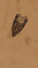 Noctuidae