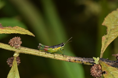 Liebermannacris dorsualis