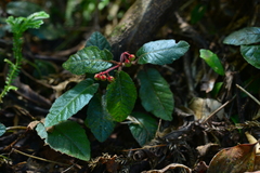 Ardisia maclurei