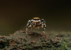Orientattus