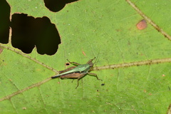 Scaria