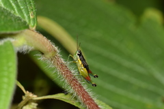 Liebermannacris dorsualis