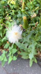 Erechtites hieraciifolius