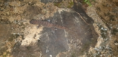 Gehyra mutilata