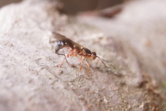 Xorides praecatorius