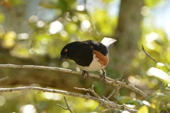 Pipilo erythrophthalmus alleni