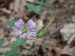 Geranium versicolor