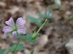 Geranium versicolor