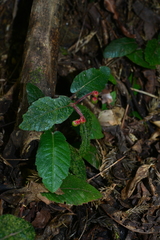Ardisia maclurei