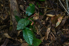 Ardisia maclurei