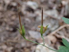 Geranium versicolor