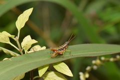 Syntomacris guttulosa