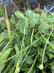 Parnassia cirrata intermedia