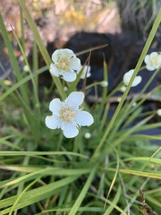 Parnassia cirrata intermedia