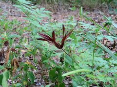 Desmanthus leptolobus